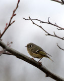 BIRD - KINGLET - RUBY-CROWNED KINGLET - SALT CREEK WA (2).JPG