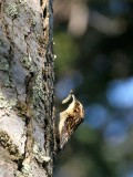 BIRD - LITTLE BROWN CREEPER - GASMAN ROAD WA F.jpg