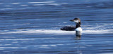 BIRD - LOON - COMMON LOON - PORT ANGELES HARBOR WA (6).JPG