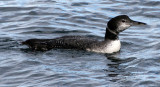 BIRD - LOON - COMMON LOON - STRAIT OF JUAN DE FUCA NEAR EDIZ HOOK (13).jpg