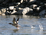 BIRD - MERGANSER - RED BREASTED MERGANSER ON ELHWA RIVER ONP (10).jpg