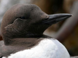 BIRD - MURRE - COMMON MURRE - FRESHWATER BAY (11).jpg