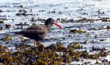 BIRD - OYSTERCATCHER - BLACK OYSTERCATCHER - PORT ANGELES HARBOR WA (4).JPG