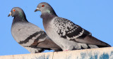 BIRD - PIGEON - ROCK PIGEON - PA HARBOR WA (9).JPG
