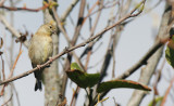 BIRD - PINE SISKIN - ELWHA RIVER MOUTH TRAILS (2).JPG
