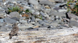 BIRD - PIPIT - AMERICAN PIPIT - ELWHA RIVER MOUTH BEACH (4).JPG