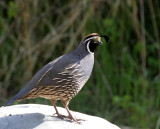 BIRD - QUAIL - CALIFORNIA QUAIL - LAKE FARM WOODS WASH (10).JPG