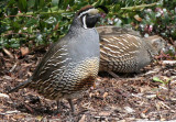 BIRD - QUAIL - CALIFORNIA QUAIL - MORSE CREEK WA (12).JPG