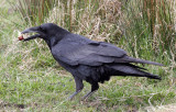 BIRD - RAVEN - SEQUIM WASHINGTON A.jpg