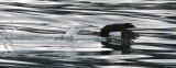 BIRD - SCOTER - WHITE-WINGED - STRAIT OF JUAN DE FUCA WA B.jpg