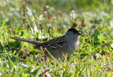BIRD - SPARROW - GOLDEN-CROWNED SPARROW - LAKE FARM WOODS WA (11).JPG