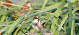 BIRD - SPARROW - HOUSE SPARROW (3).jpg