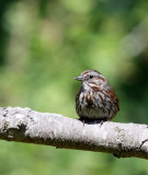 BIRD - SPARROW - SONG SPARROW - DUNGENESS RIVER AT RAILROAD PARK WA (2).JPG