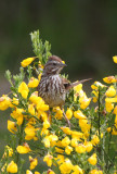 BIRD - SPARROW - SONG SPARROW - ELWHA RIVER MOUTH TRAILS (3).JPG