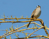 BIRD - SPARROW - WHITE-CROWNED SPARROW - LAKE FARM WOODS WA (26).JPG