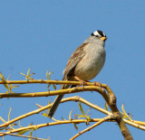 BIRD - SPARROW - WHITE-CROWNED SPARROW - LAKE FARM WOODS WA (27).JPG