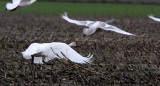 BIRD - SWAN - TRUMPETER SWAN - SCHMUCK ROAD SEQUIM (4).JPG