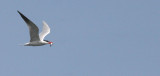 BIRD - TERN - CASPIAN TERN - ELWHA RIVER MOUTH WA (6).JPG