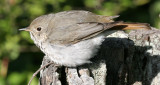 BIRD - THRUSH - SWAINSON'S THRUSH - CATHARUS USTULATUS - LAKE FARM WOODS WA (12).JPG