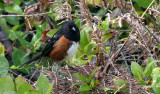 BIRD - TOWHEE - RUFOUS-SIDED TOWHEE - PORT ANGELES WA 6.jpg