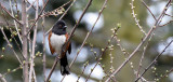 BIRD - TOWHEE - SPOTTED TOWHEE - LAKE FARM WA (5).JPG