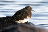 BIRD - TURNSTONE - BLACK TURNSTONE - PA HARBOR (24).jpg