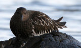 BIRD - TURNSTONE - BLACK TURNSTONE - PA HARBOR (34).jpg