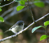 BIRD - RUBY-CROWNED KINGLET - LAKE FARM WOODS TRAILS (13).JPG