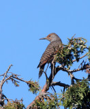 BIRD - WOODPECKER - FLICKER - NORTHERN FLICKER (12).JPG