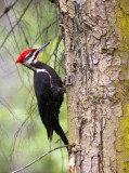 BIRD - WOODPECKER - PILEATED WOODPECKER - GASMAN (19).jpg