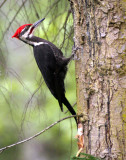 BIRD - WOODPECKER - PILEATED WOODPECKER - GASMAN (30).jpg