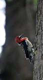 BIRD - WOODPECKER - RED-BREASTED SAPSUCKER - LAKE FARM BLUFFS WASHINGTON (4).JPG