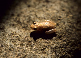 AMPHIBIAN - TREE FROG - COSTA RICA (2).jpg