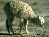 CAMELID - ALPACA - BOLIVIA C.jpg