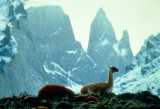 CAMELID - GUANACO - TORRES DEL PAINE.jpg