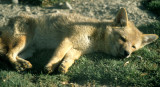 CANID - FOX -CRABEATING - BOLIVIA.jpg