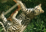 FELID - OCELOT - BOLIVIA B.jpg