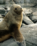 PINNIPEDS - SOUTH AMERICAN SEA LION - BEAGLE CHANNEL.jpg