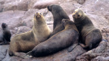 PINNIPEDS - SOUTH AMERICAN SEA LION - PARACAS J.jpg