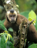 PRIMATE - BROWN CAPUCHIN.jpg