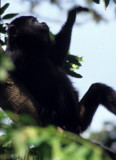 PRIMATE - MEXICAN BLACK HOWLER MONKEY - BELIZE A.jpg