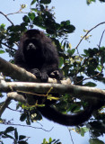 PRIMATE - MEXICAN BLACK HOWLER MONKEY - BELIZE B.jpg