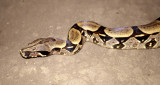 REPTILES - BOA CONSTRICTOR - ECUADOR A.jpg