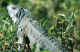 REPTILES - IGUANA - GREEN - PANTANAL A.jpg