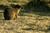 RODENTIA - AGOUTI - BROWN - BOLIVIA (3).jpg