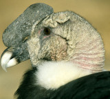 BIRD - ANDEAN CONDOR - BOLIVIA A1.jpg