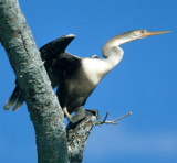 BIRD - ANHINGA - PANTANAL A.jpg