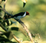 BIRD - CARDINAL - REDHEADED - PANTANAL.jpg