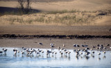 BIRD - CHILEAN FLAMINGO - PERU - PARACAS D.jpg