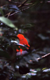 BIRD - COCK OF THE ROCK - PERU A.jpg